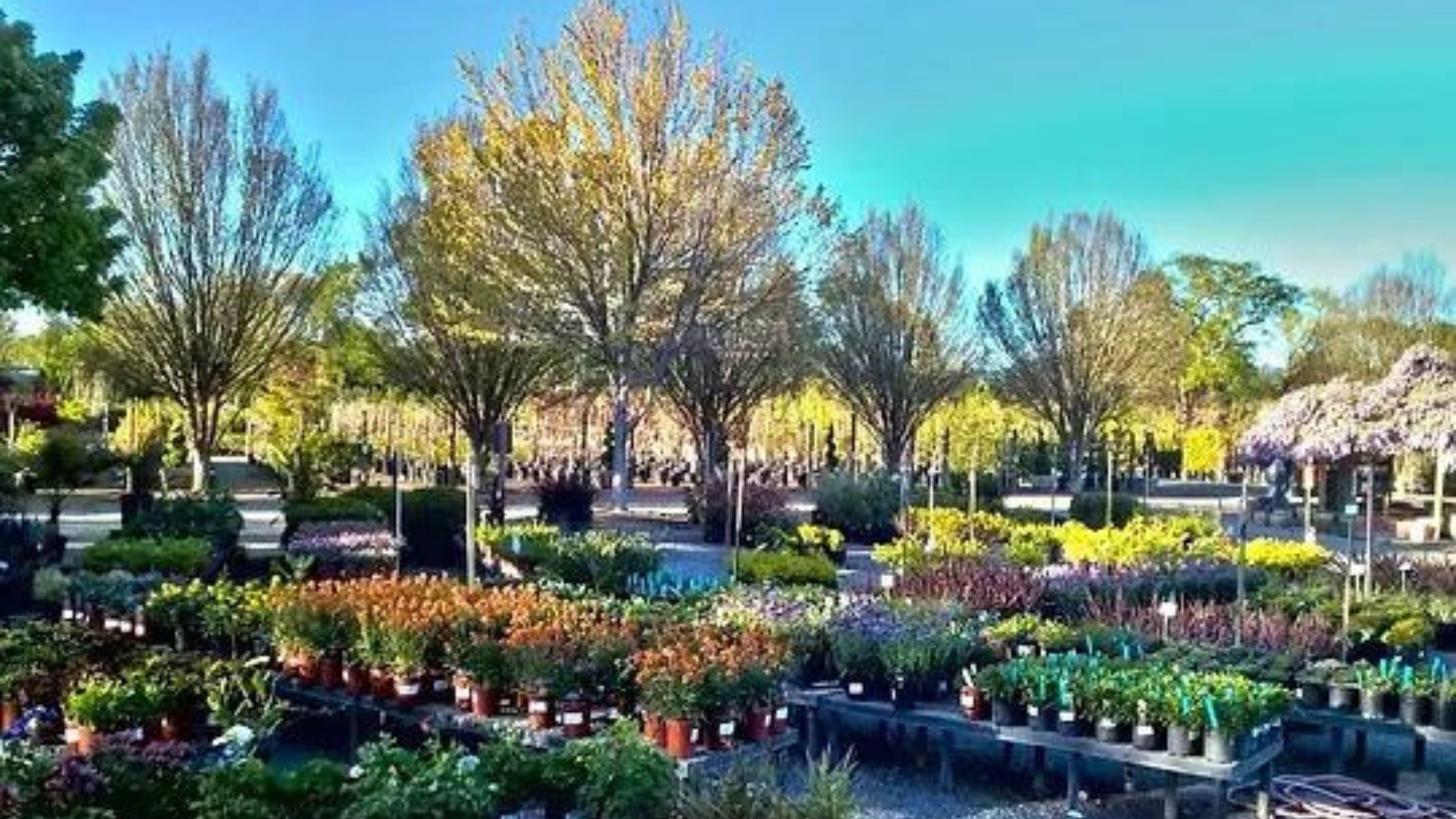 Nursery Trees Near Hemet